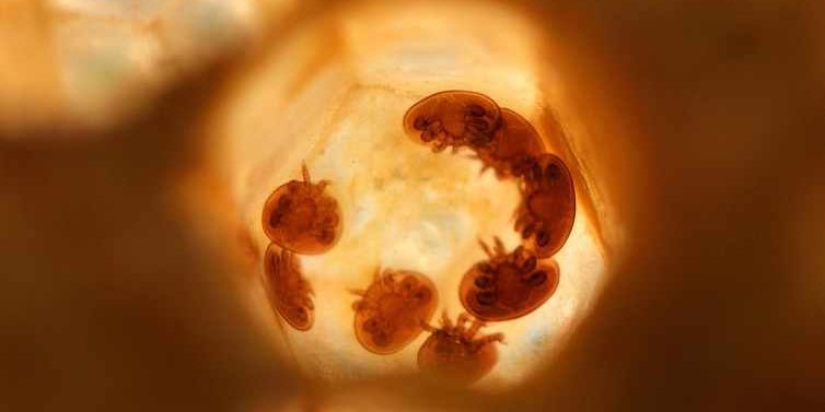 varroa-5000953_1280