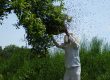 Swarm of honey bees