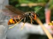Yellow Legged Asian Hornet